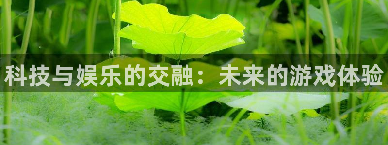 杏鑫代理注册